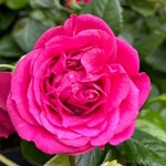 Галина Свистунова