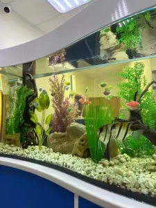 Фотография Эндомед 2